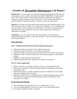 Fruit fly genetics lab report